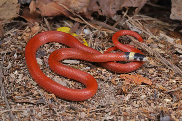 Not commonly associated with lowland habitat, this Red Black-headed Snake (Tantilla rubra) was found at near sea level.
