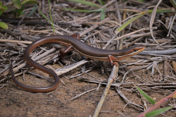 Grass Skink (Trachylepis megalura)