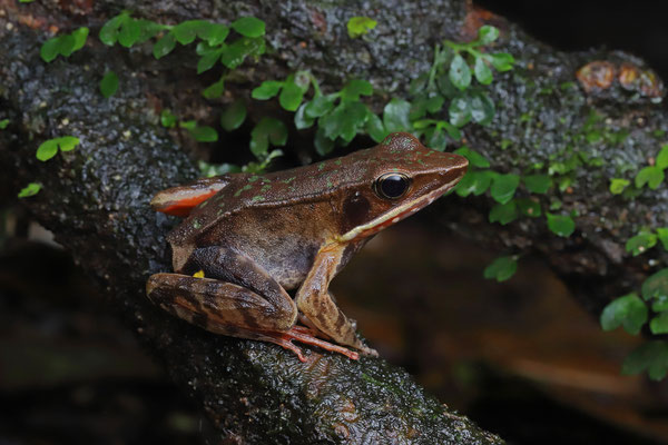 Brilliant Forest Frog (Lithobates warszewitschii) 