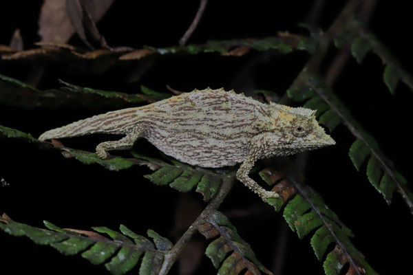 Elongate Leaf Chameleon (Palleon nasus)