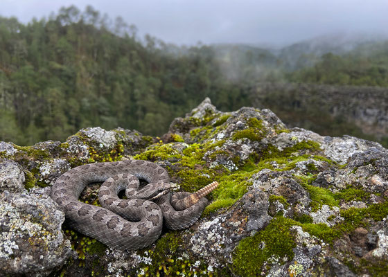 Mexican Smallheaded Rattlesnake (Crotalus intermedius) 