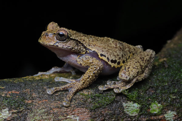 Ixil Spikethumb Frog (Plectrohyla ixil)