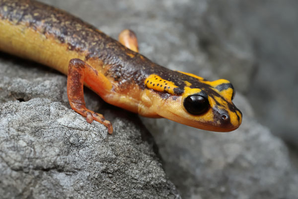 Antalya Lycian Salamander (Lyciasalamandra antalyana antalyana)