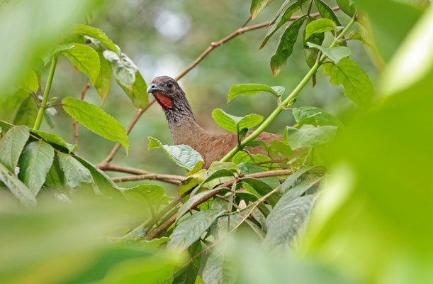 White-bellied Chachalaca (Ortalis leucogastra)