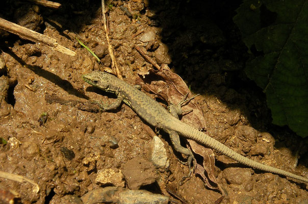 Steiner's Lizard (Darevskia steineri)