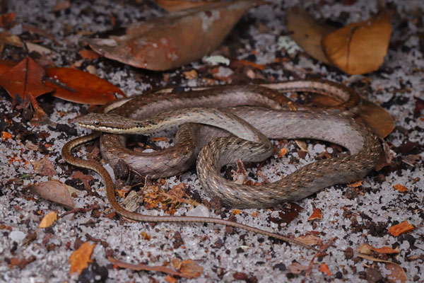 Forest Night Snake (Ithycyphus goudoti) 