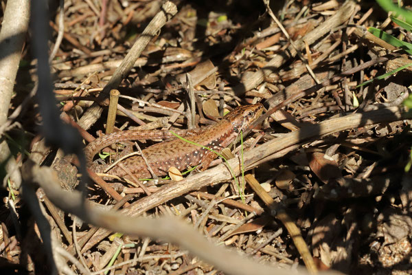 Hatay Lizard (Phoenicolacerta laevis) basking.