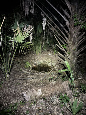 This small doline surrounded by Yucatán Palmettos was a small paradise for amphibians and reptiles.