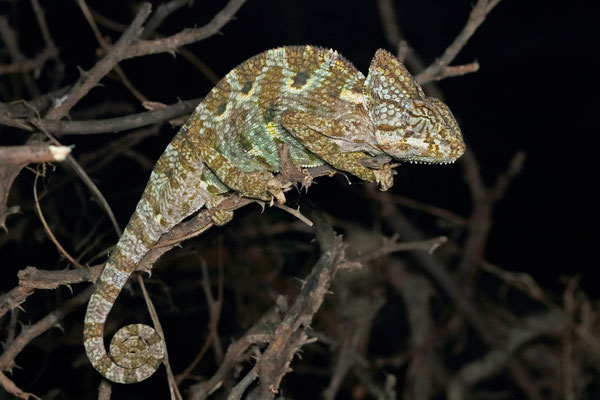 Sleeping Arabian Chameleon (Chamaeleo arabicus)