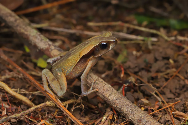 Smooth-skinned Toad (Rhaebo haematiticus) 