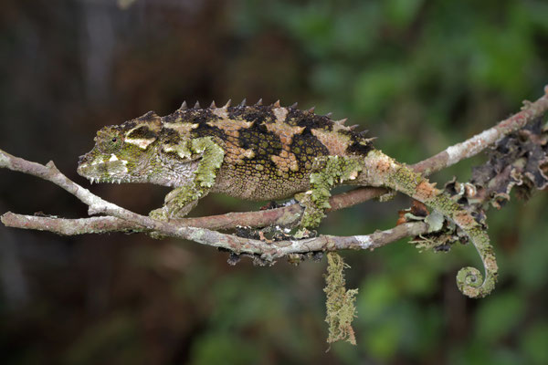 Spiny-flanked Chameleon (Trioceros laterispinis) 