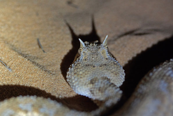 Desert Horned Viper (Cerastes cerastes) showing the batman mask from McDonalds.