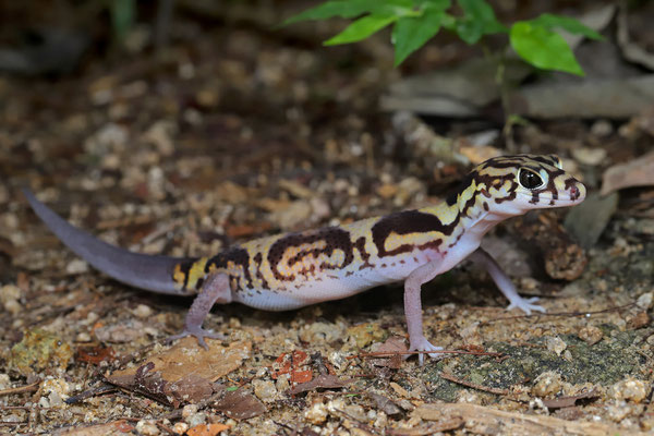 Colima Banded Gecko (Coleonyx nemoralis)