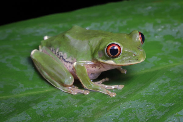 Natal Tree Frog (Leptopelis natalensis)