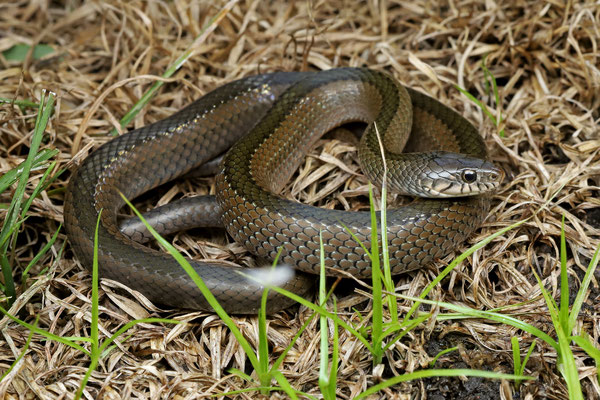 Olive Marsh Snake (Natriciteres olivacea) 