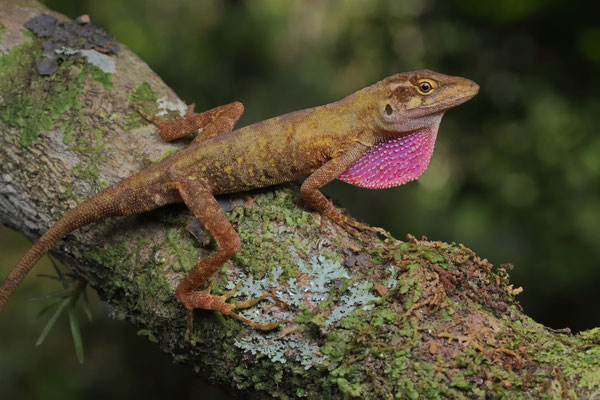 Malposo Scaly Anole (Anolis compressicauda) male