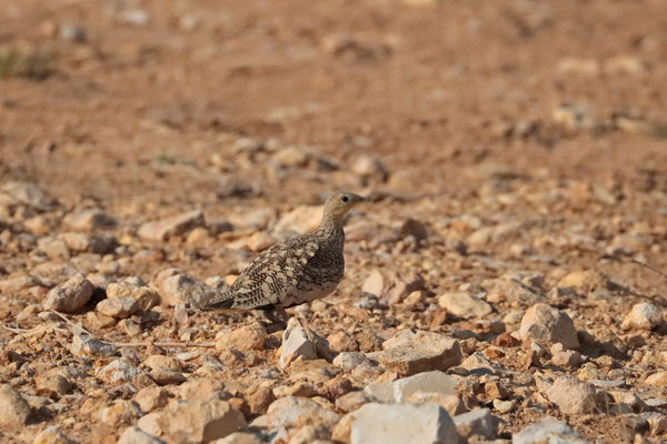 Chestnut-bellied Sandgrouse (Pterocles exustus) female