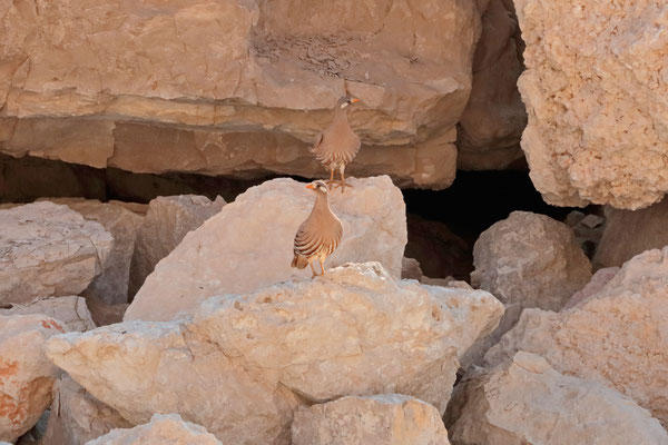  Sand Partridge (Ammoperdix heyi)