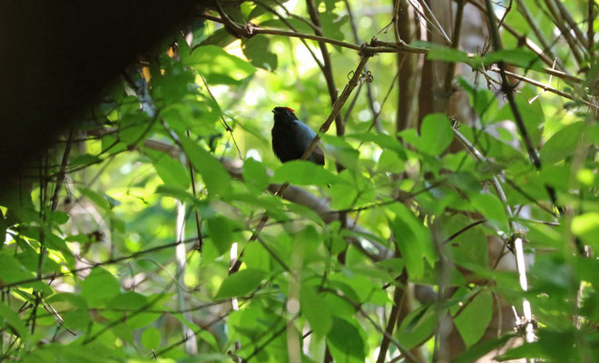 Long-tailed Manakin (Chiroxiphia linearis)