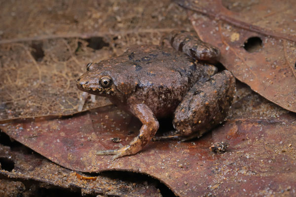 Madagascar Mouse Frog (Paradoxophyla palmata) 