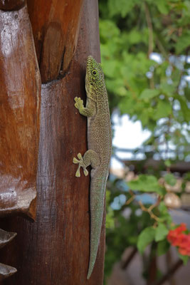 Standing's Day Gecko (Phelsuma standingi)