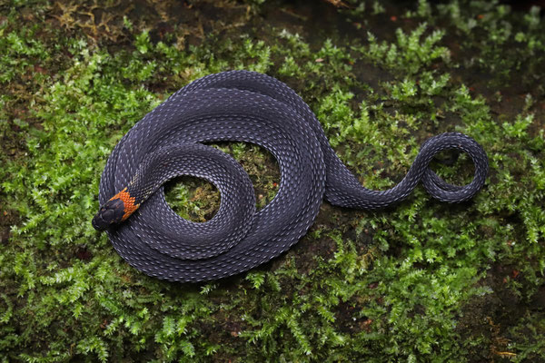 Ringneck Coffee Snake (Ninia diademata) 