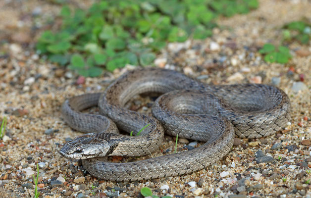 Iberian False Smooth Snake (Macroprotodon brevis)