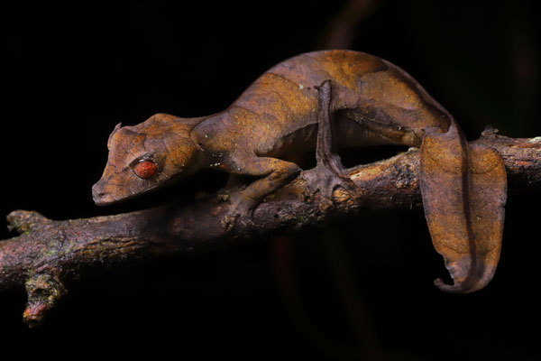 Satanic Leaf-tailed Gecko (Uroplatus phantasticus)