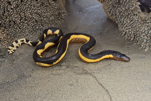 Yellow-bellied Sea Snake (Hydrophis platurus)