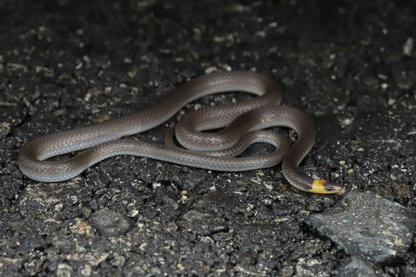 Pacific Long-tailed Snake (Enulius flavitorques)