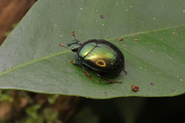 Dung Beetle (Epilissus splendidus)