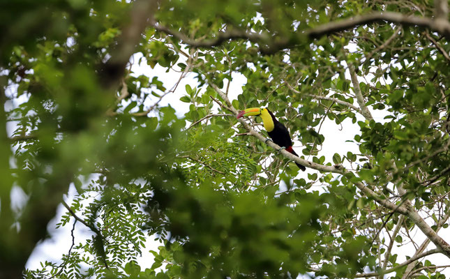 Keel-billed Toucan (Ramphastos sulfuratus)