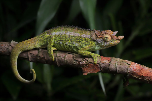 Poroto Three-horned Chameleon (Trioceros fuelleborni) male