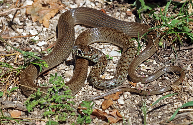 Balkan Whip Snake (Hierophis gemonensis)