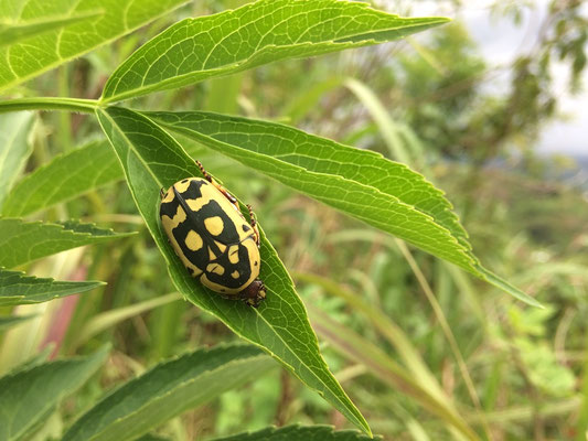 Sun Beetle (Pachnoda fissipuncta)