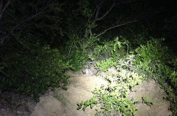 Curious Gray Fox (Urocyon cinereoargenteus)