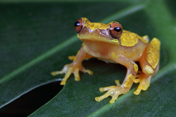 Hourglass Treefrog (Dendropsophus ebraccatus)