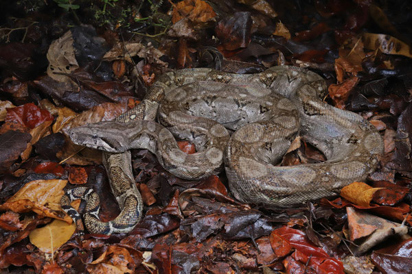 A subadult Mexican West Coast Boa (Boa sigma) we saved from a busy road.