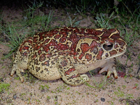Berber Toad (Sclerophrys mauritanica)