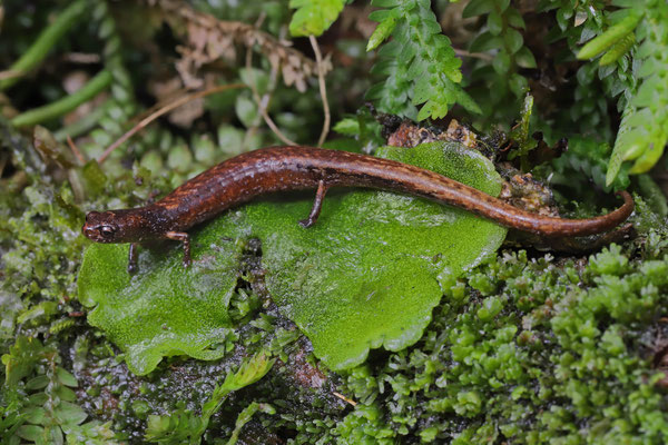 Cordillera Central Moss Salamander (Nototriton abscondens) 
