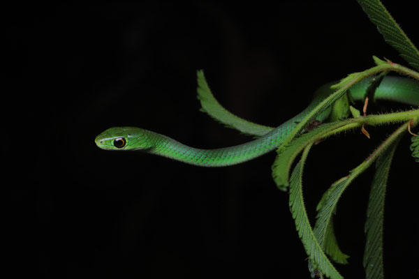 Battersby's Green Snake (Philothamnus battersbyi)