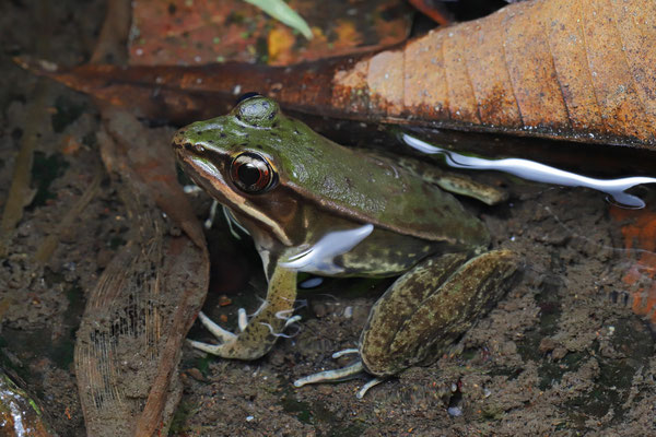 Forrer's Grass Frog (Lithobates forreri)