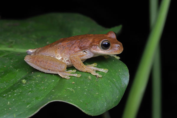 Copan Stream Frog (Ptychohyla hypomykter) female