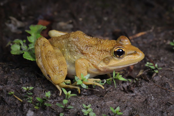 Cape River Frog (Amietia fuscigula)