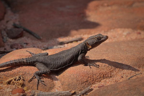 Graceful Crag Lizard (Hemicordylus capensis)