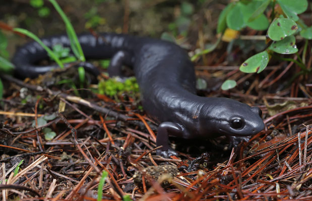 Franklin's Mushroomtongue Salamander (Bolitoglossa franklini) female