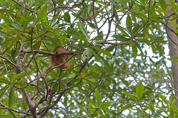Silky Anteater (Cyclopes dorsalis)