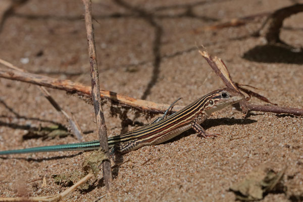 Deppe's Racerunner (Aspidoscelis deppii) juvenile