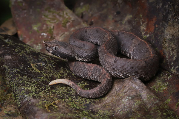 White-tailed Hognosed Pitviper (Porthidium porrasi)