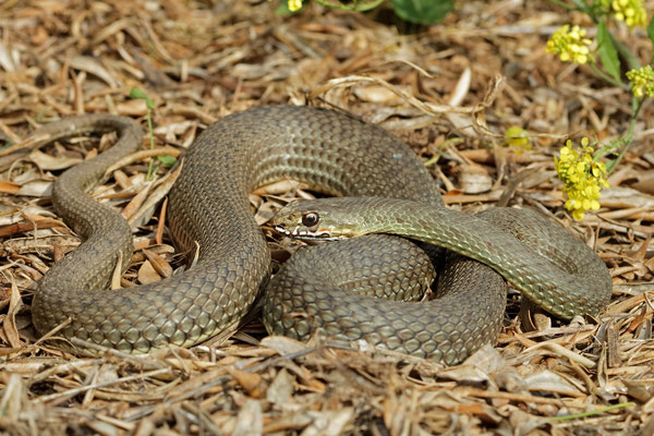 Eastern Montpellier Snake (Malpolon insignitus)